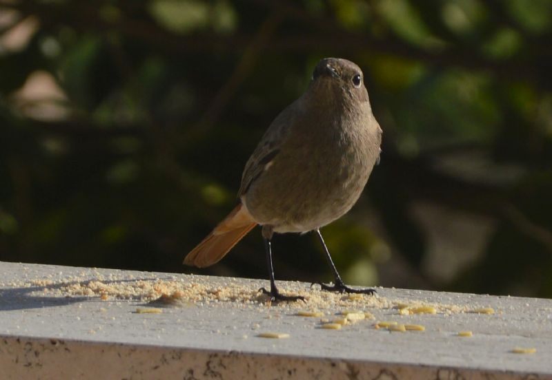 Codirosso Spazzacamino